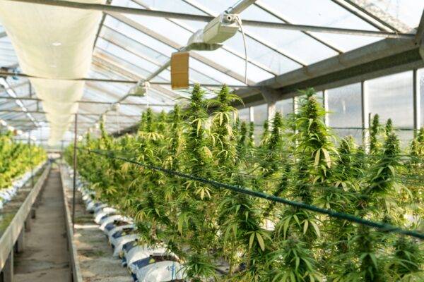 Buy Weed Online
